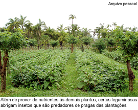 Além de prover de nutrientes às demais plantas, certas leguminosas abrigam insetos que são nutrientes de pragas das plantações