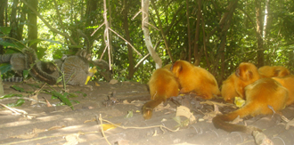O sagui-do-nordeste (E), espécie exótica, e o mico-leão-dourado (D), nativo: cruzamento entre espécies diferentes ameaça biodiversidade