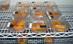 Caquis embalados com filmes biodegradáveis não apresentaram proliferação de fungos ou de bactérias. Foto Embrapa