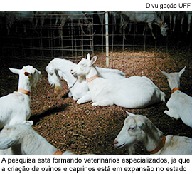 A pesquisa está formando veterinários especializados, já que a criação de ovinos e caprinos está em expansão no estado
