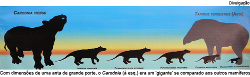 Com dimensões de uma anta de grande porte, o Carodnia era uma gigante se comparado aos outros mamíferos