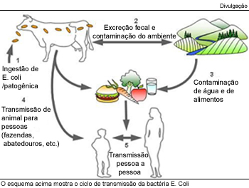 O esquema acima mostra o ciclo de transmissão da bactéria E. Coli