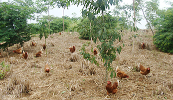 Área de seringueiras é também aproveitada para a criação de galinhas