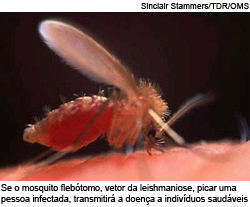 Se o mosquito flebótomo, vetor da leishmaniose, picar uma pessoa infectada, transmitirá a doença a indivíduos saudáveis