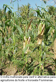 Plantio de milho melhorado