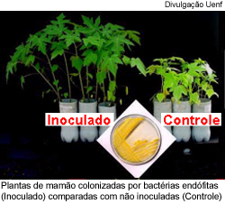 Plantas de mamão colonizadas por bactérias endófitas ( Inoculado) comparadas com não inoculadas (Controle)