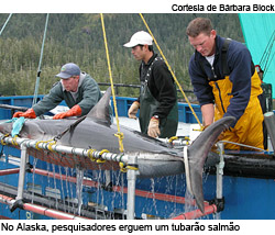 Pesquisadores erguem tubarão salmão