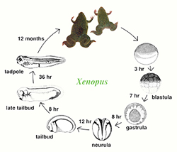 Ciclo de vida do Xenopus