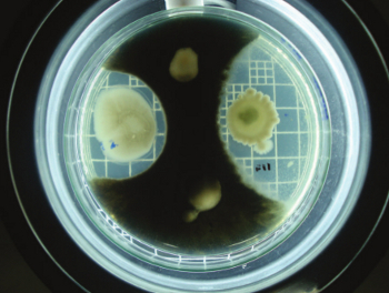 Colocadas sobre a mesma placa, amostras de fungos e bactérias se desenvolvem com diferentes padrões de compatibilidade